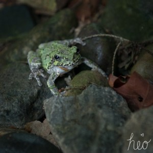 frog-1