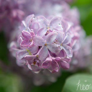 lilac-1